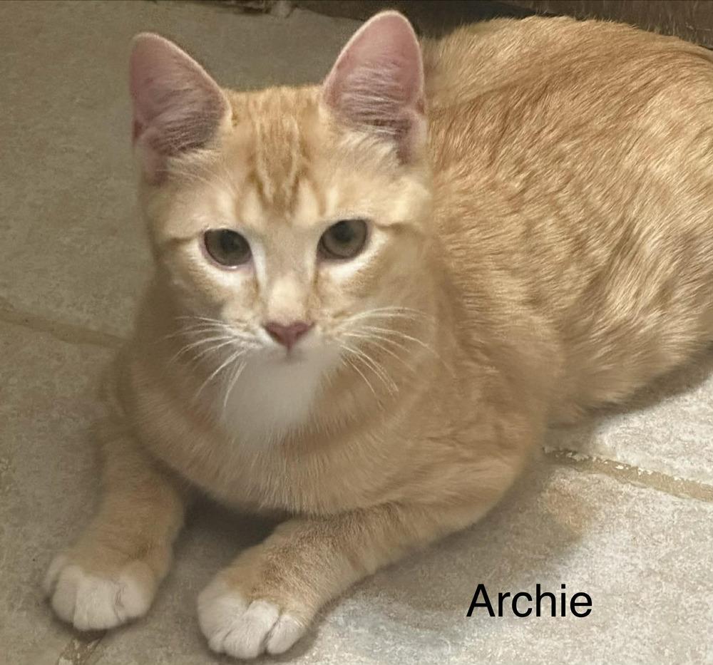 Archie, Adoptable, Kitten Male Domestic Short Hair.