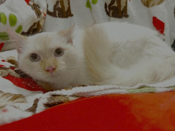 Enlarge Twinkie, a Adoptable mixed breed in Cleveland, TN image 1/2