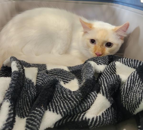 Enlarge Twinkie, a Adoptable mixed breed in Cleveland, TN image 4/4