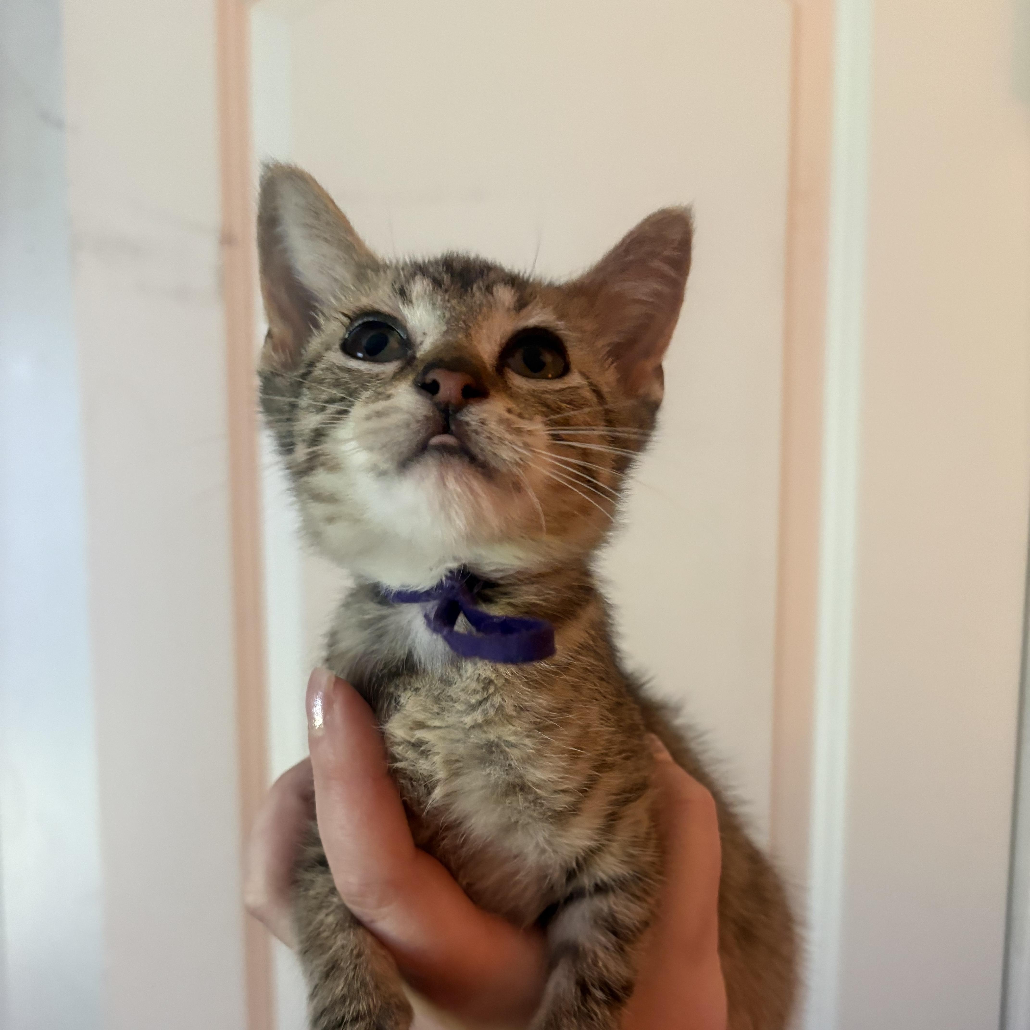 Shooter, Adoptable, Kitten Male Domestic Short Hair.