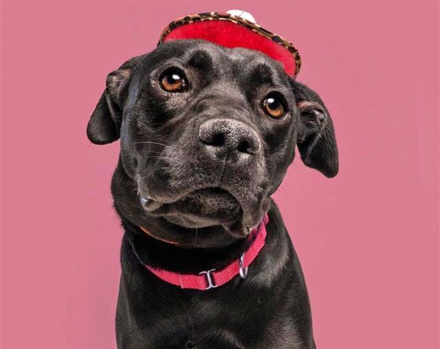 ROSA, Adoptable, Young Female Labrador Retriever.