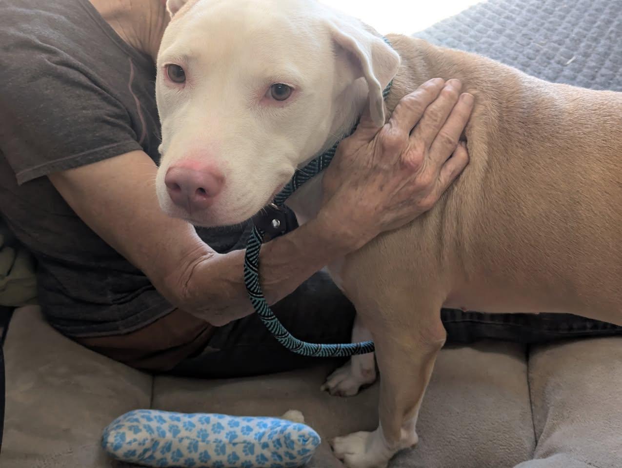 ASHES, a Adoptable mixed breed in Waverly, TN image 2/2