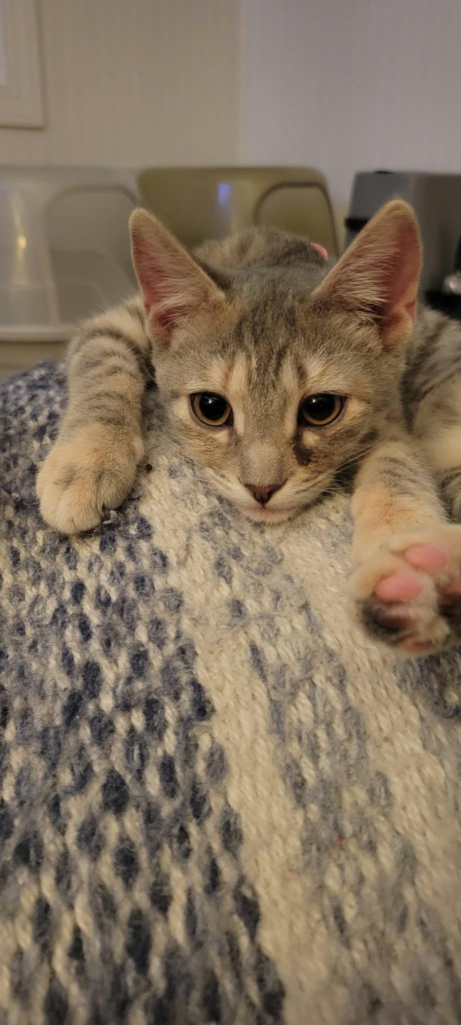 Wren (Purple collar), Adoptable, Young Female Domestic Short Hair.