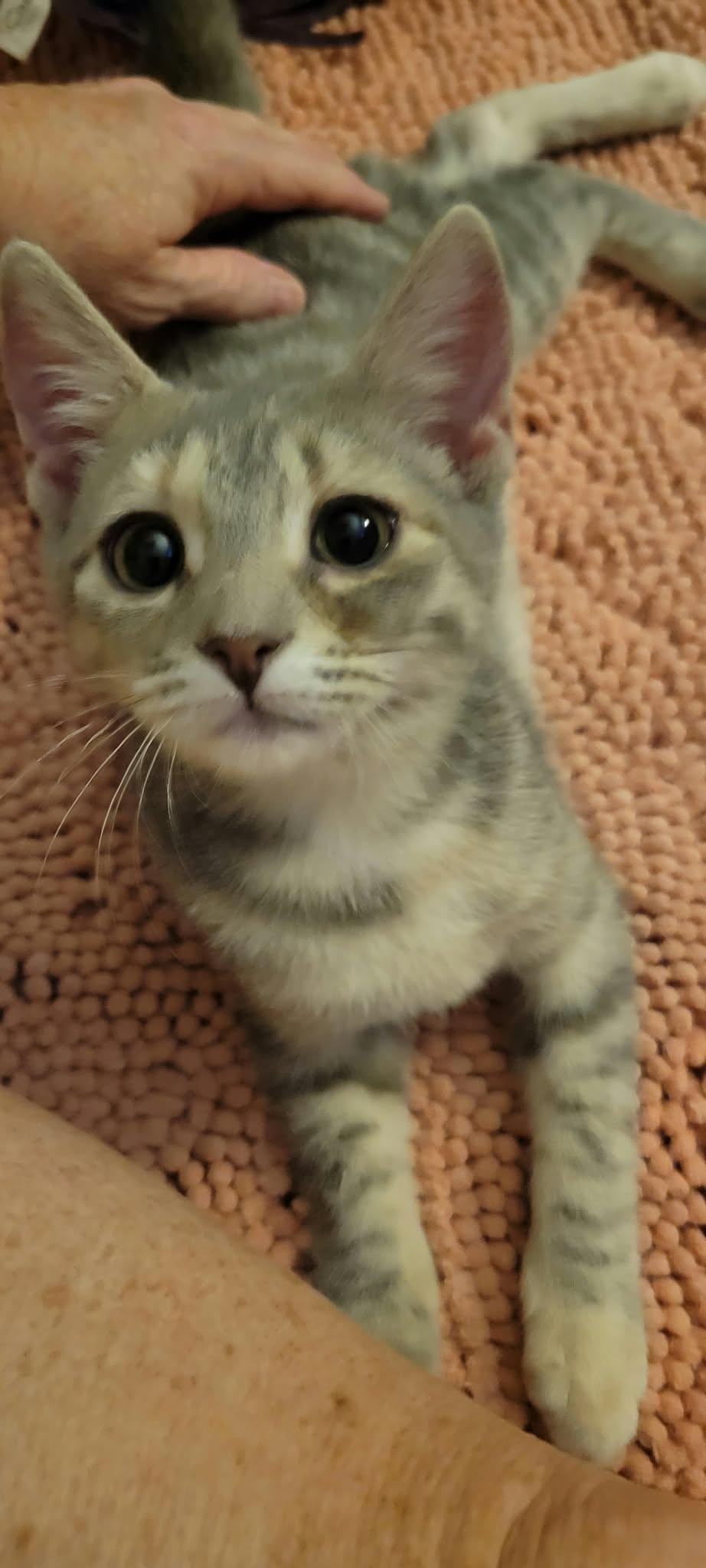 Enlarge Wren (Purple collar), a Adoptable Domestic Short Hair in Charleston, SC image 2/2