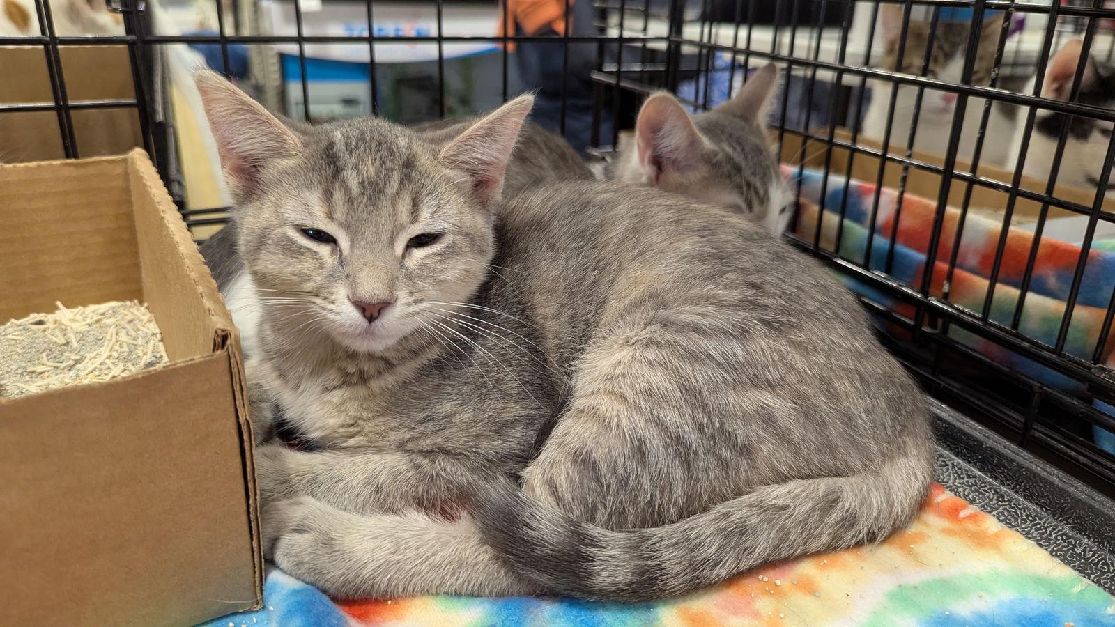 Enlarge Dora 0836, a Adoptable Domestic Short Hair in Locust Grove, VA image 1/1