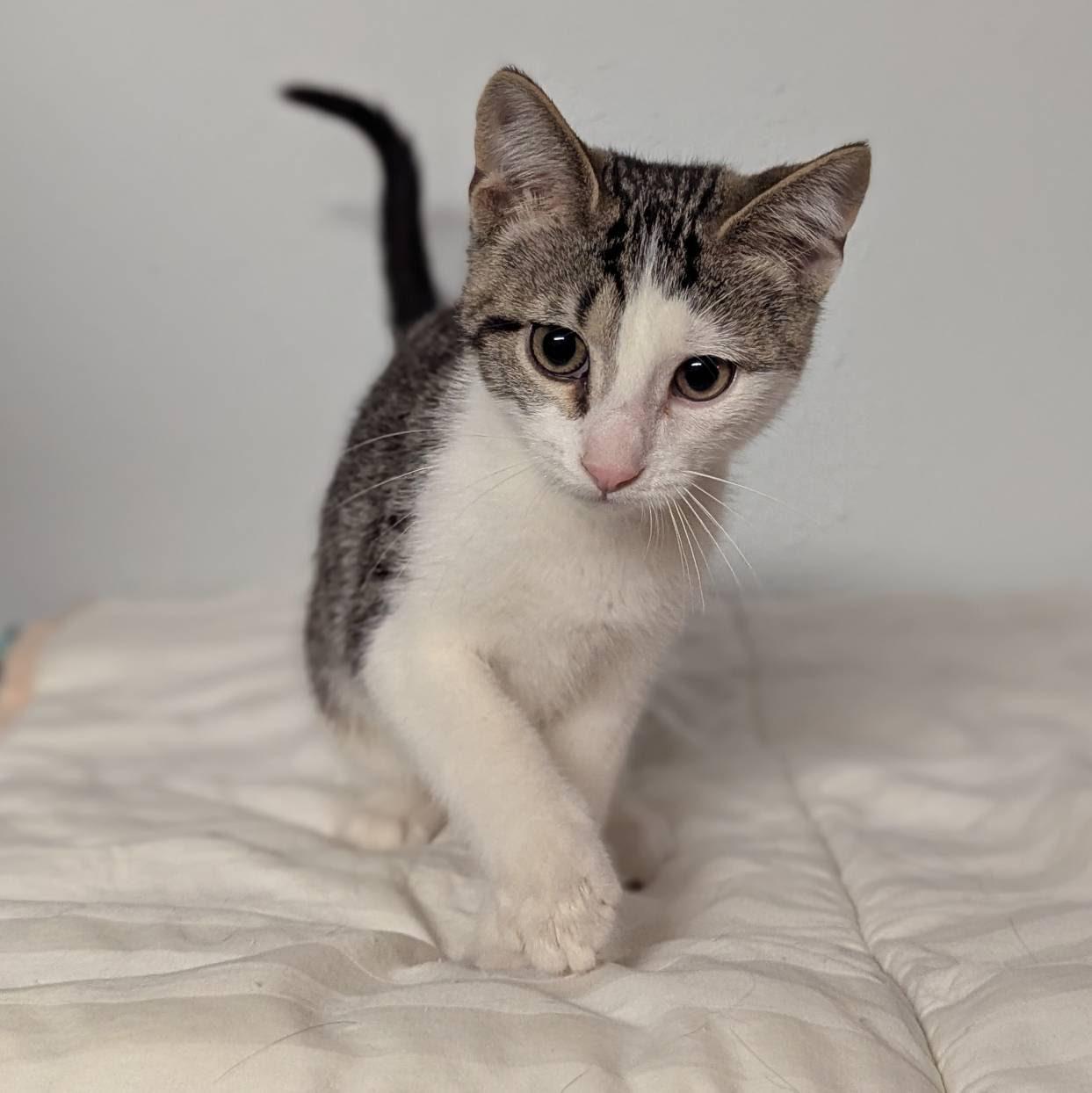 Larkspur, an adoptable Domestic Short Hair in Little Falls, MN, 56345 | Photo Image 3
