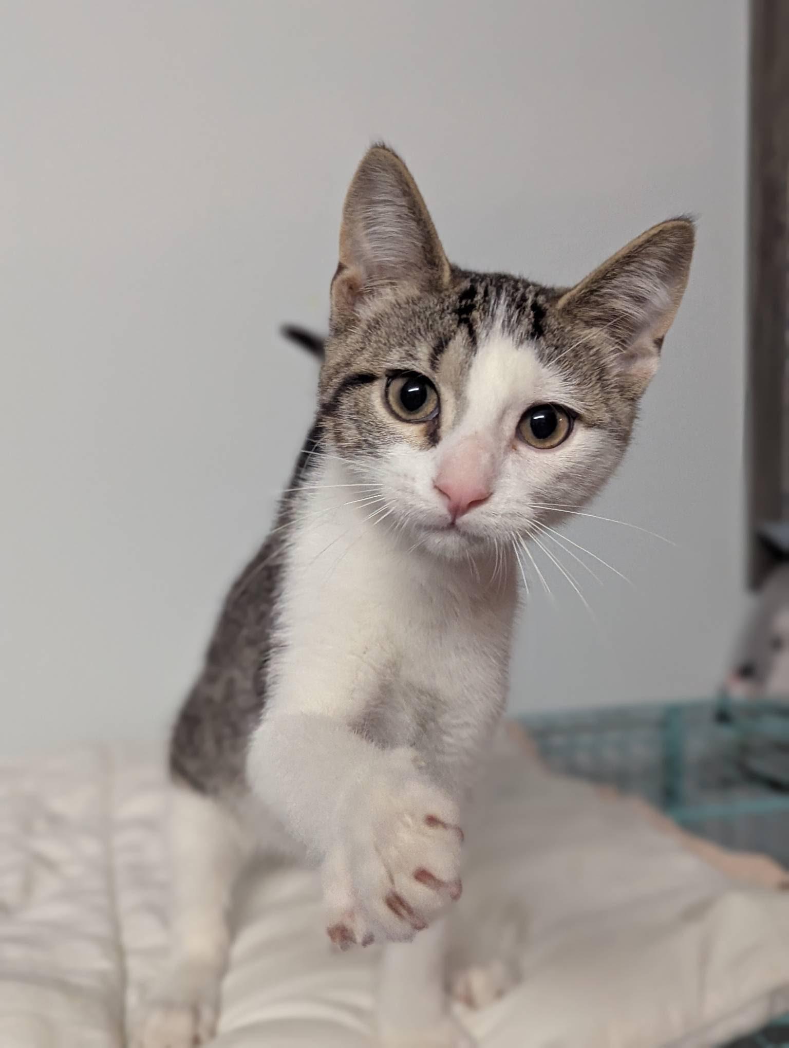 Larkspur, an adoptable Domestic Short Hair in Little Falls, MN, 56345 | Photo Image 2