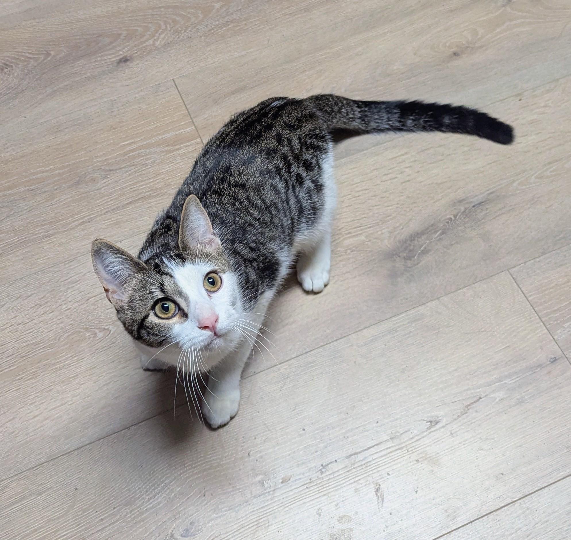 Enlarge Larkspur, a Adoptable Domestic Short Hair in Little Falls, MN image 1/6