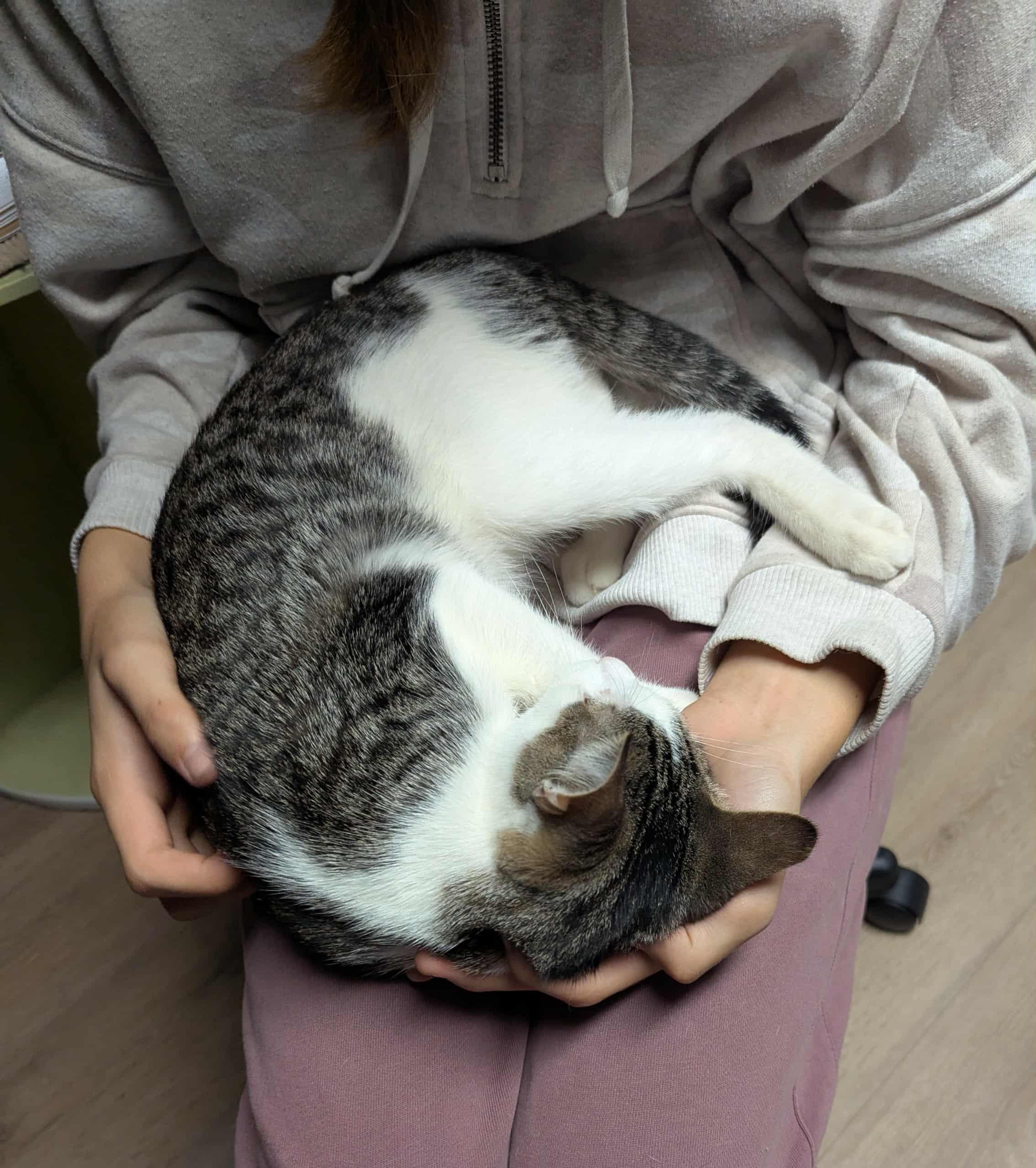 Larkspur, an adoptable Domestic Short Hair in Little Falls, MN, 56345 | Photo Image 5