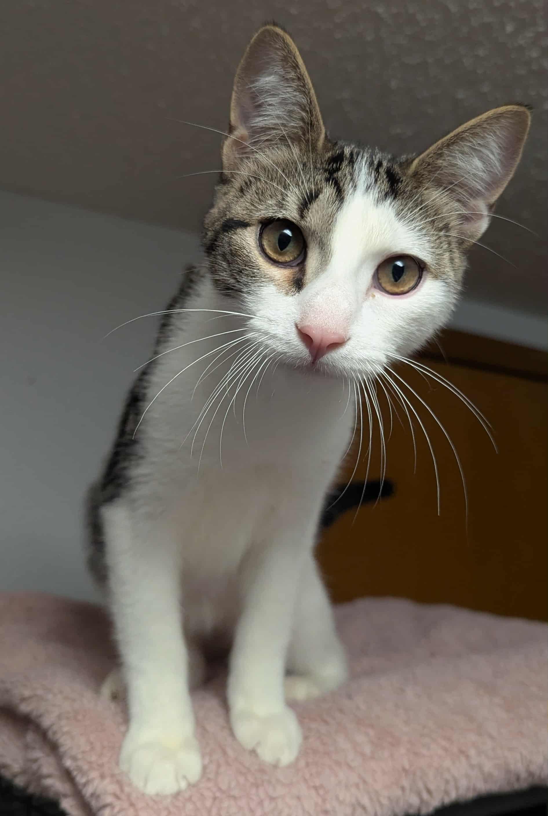 Larkspur, an adoptable Domestic Short Hair in Little Falls, MN, 56345 | Photo Image 1