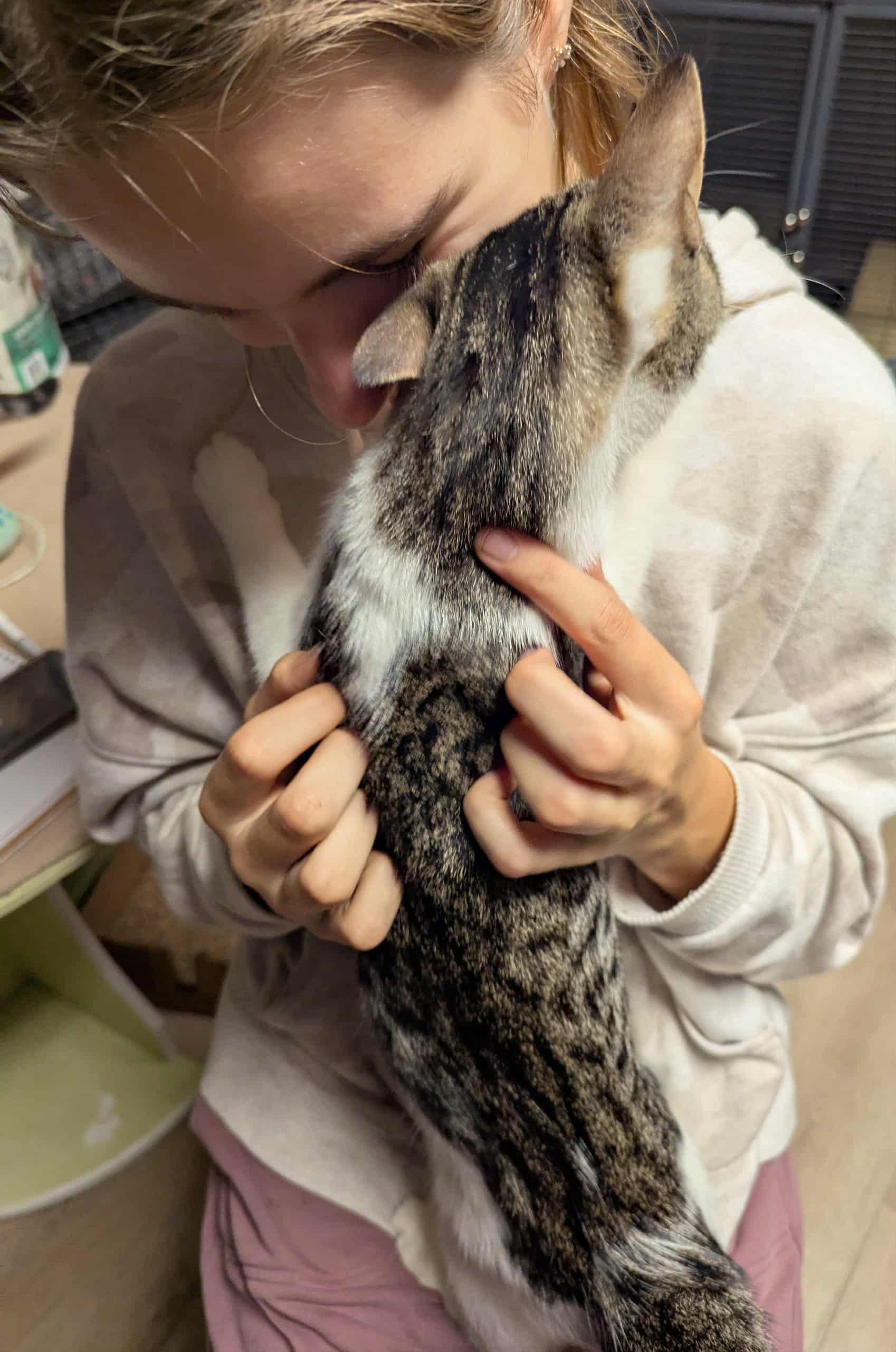 Enlarge Larkspur, a Adoptable Domestic Short Hair in Little Falls, MN image 5/6