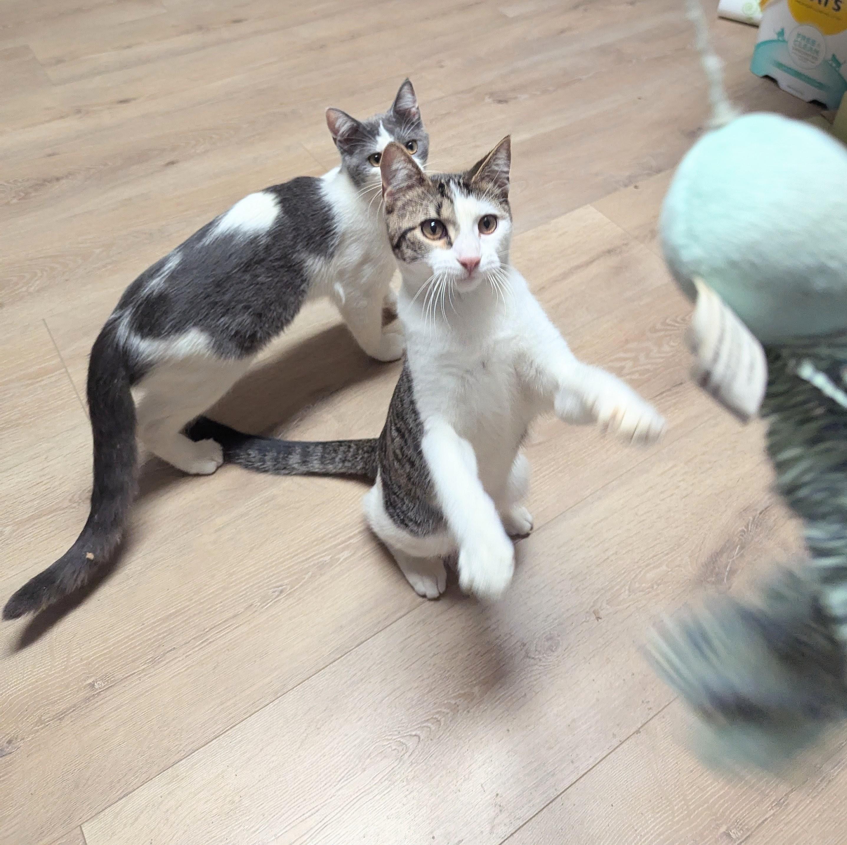 Enlarge Larkspur, a Adoptable Domestic Short Hair in Little Falls, MN image 3/6