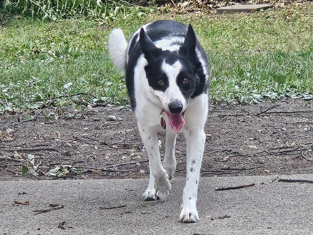 Jack, Adoptable, Adult Male Border Collie.