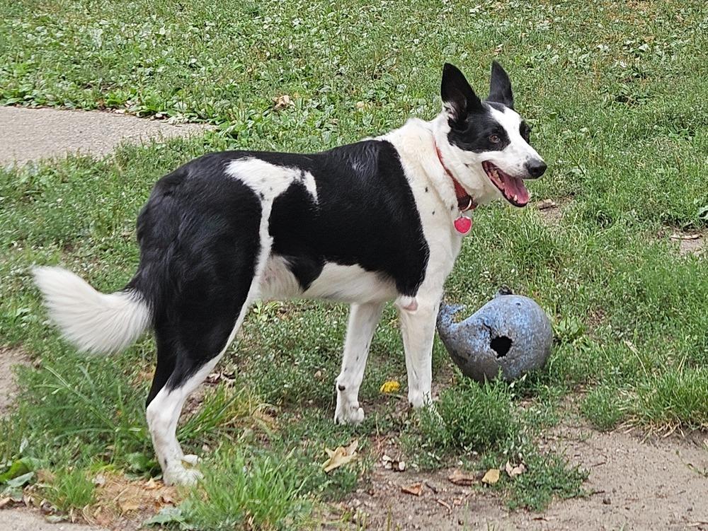 Enlarge Jack, a Adoptable Border Collie in Troy, VA image 2/3