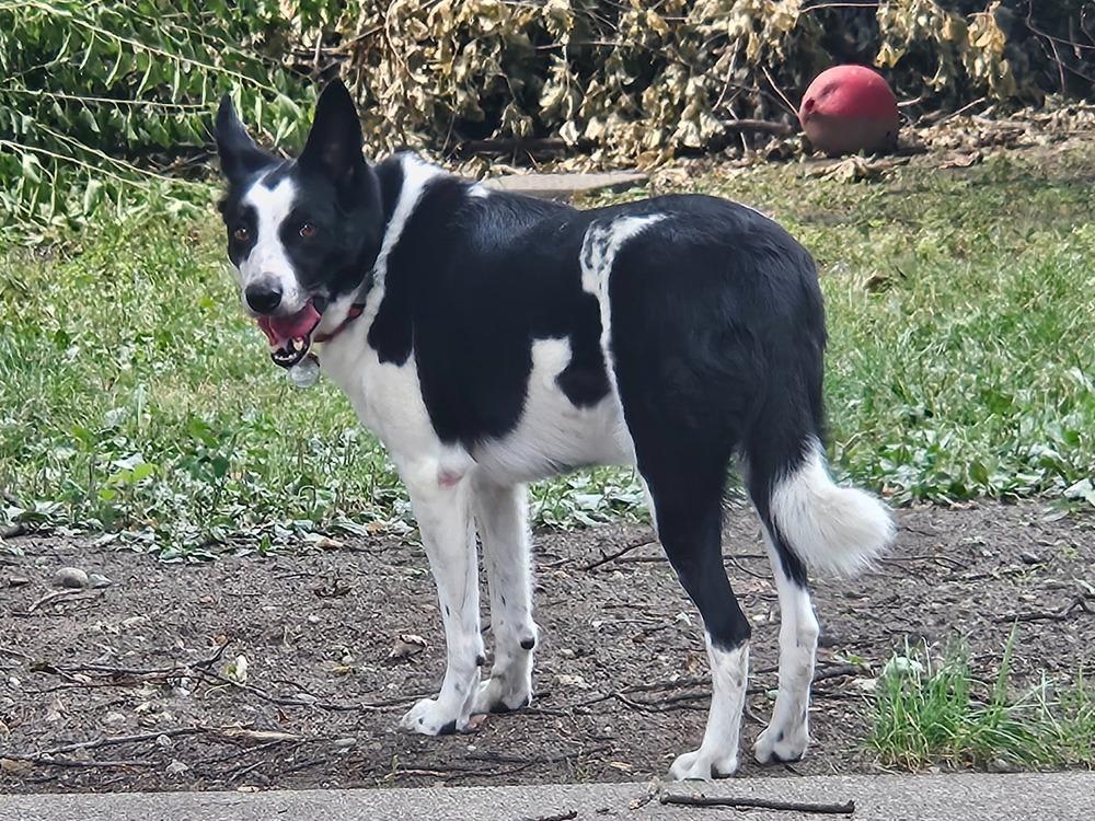Enlarge Jack, a Adoptable Border Collie in Troy, VA image 3/3