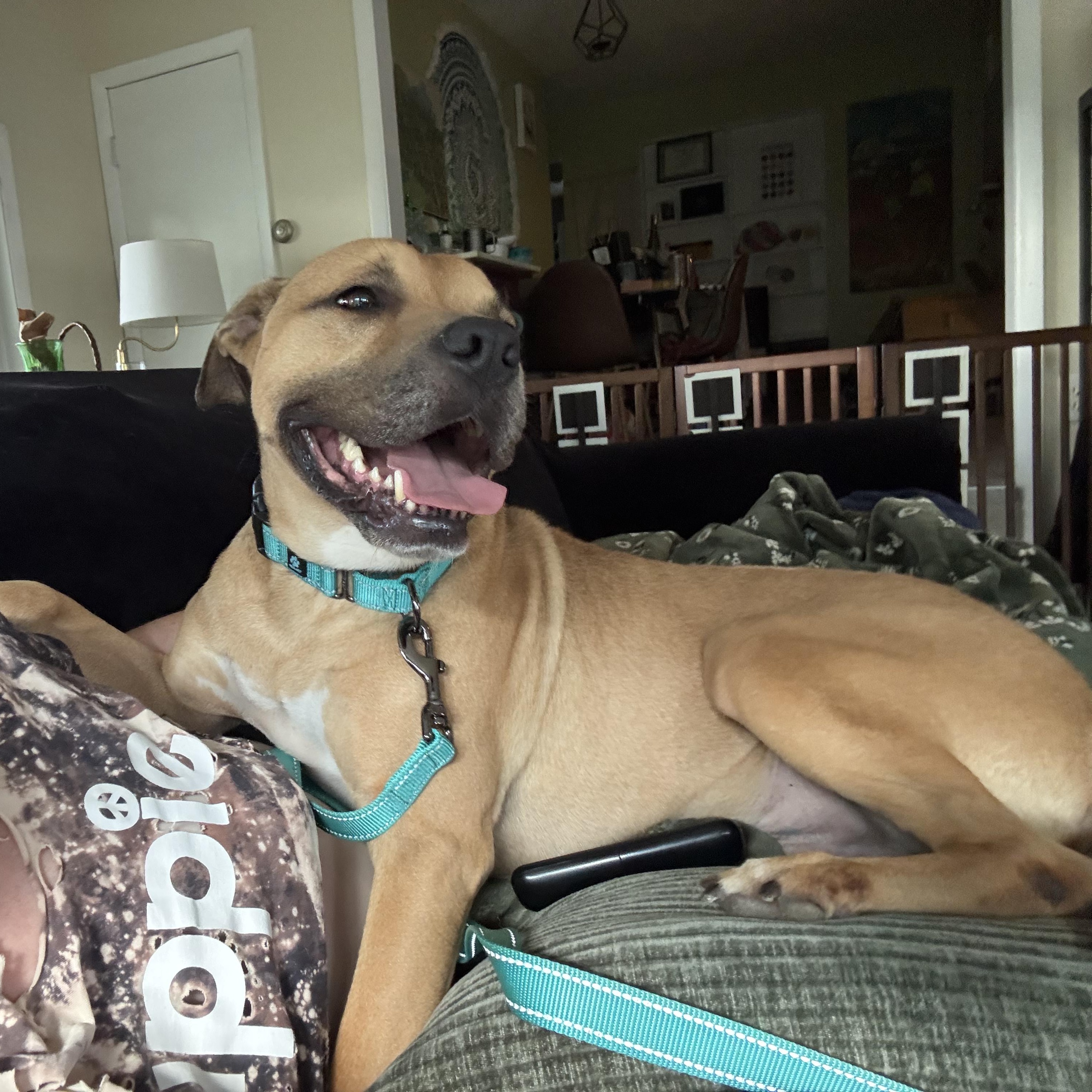 Yogi, a ADOPTABLE mixed breed in Hilton, NY image 4/6