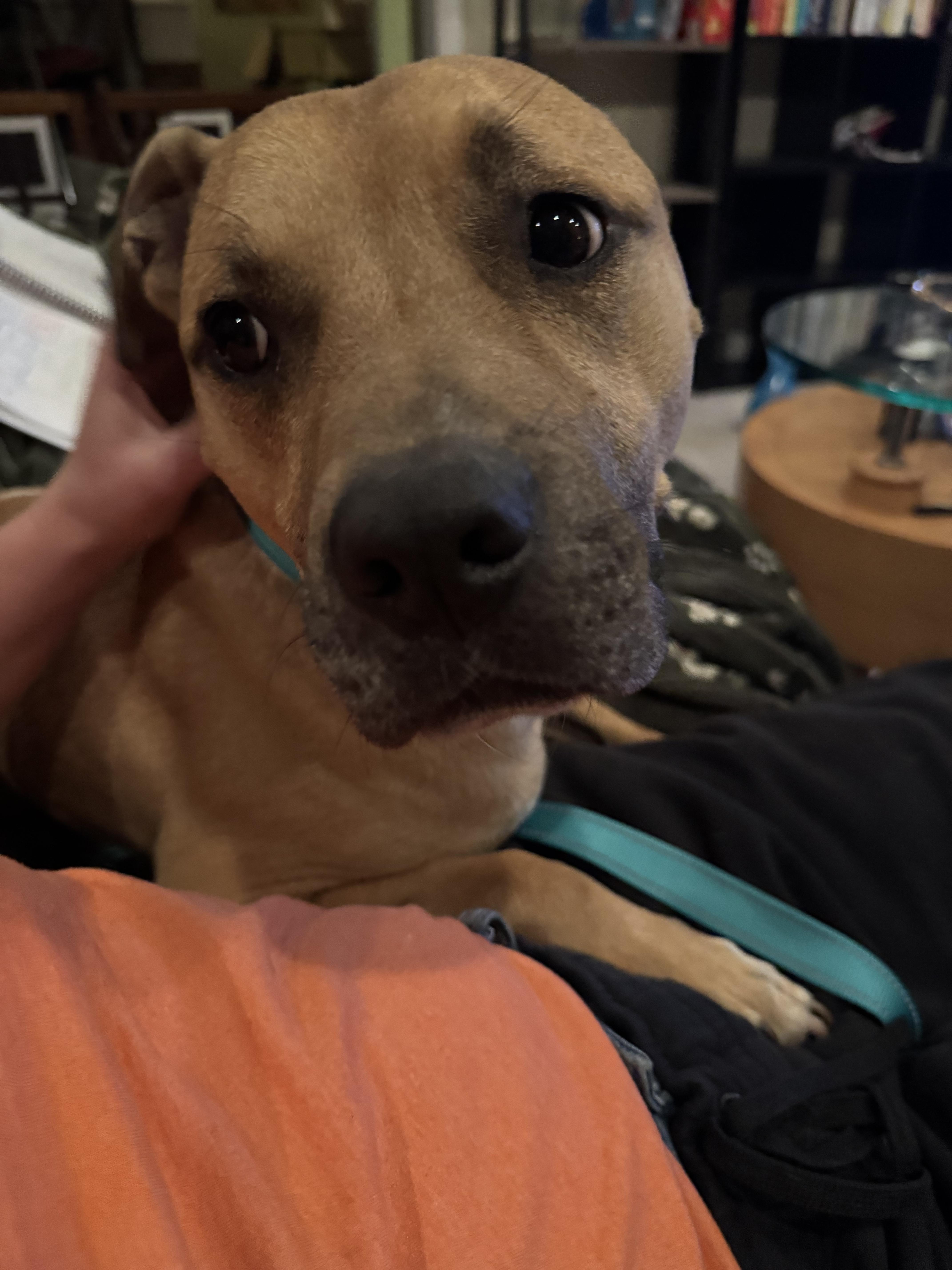 Yogi, a ADOPTABLE mixed breed in Hilton, NY image 2/6