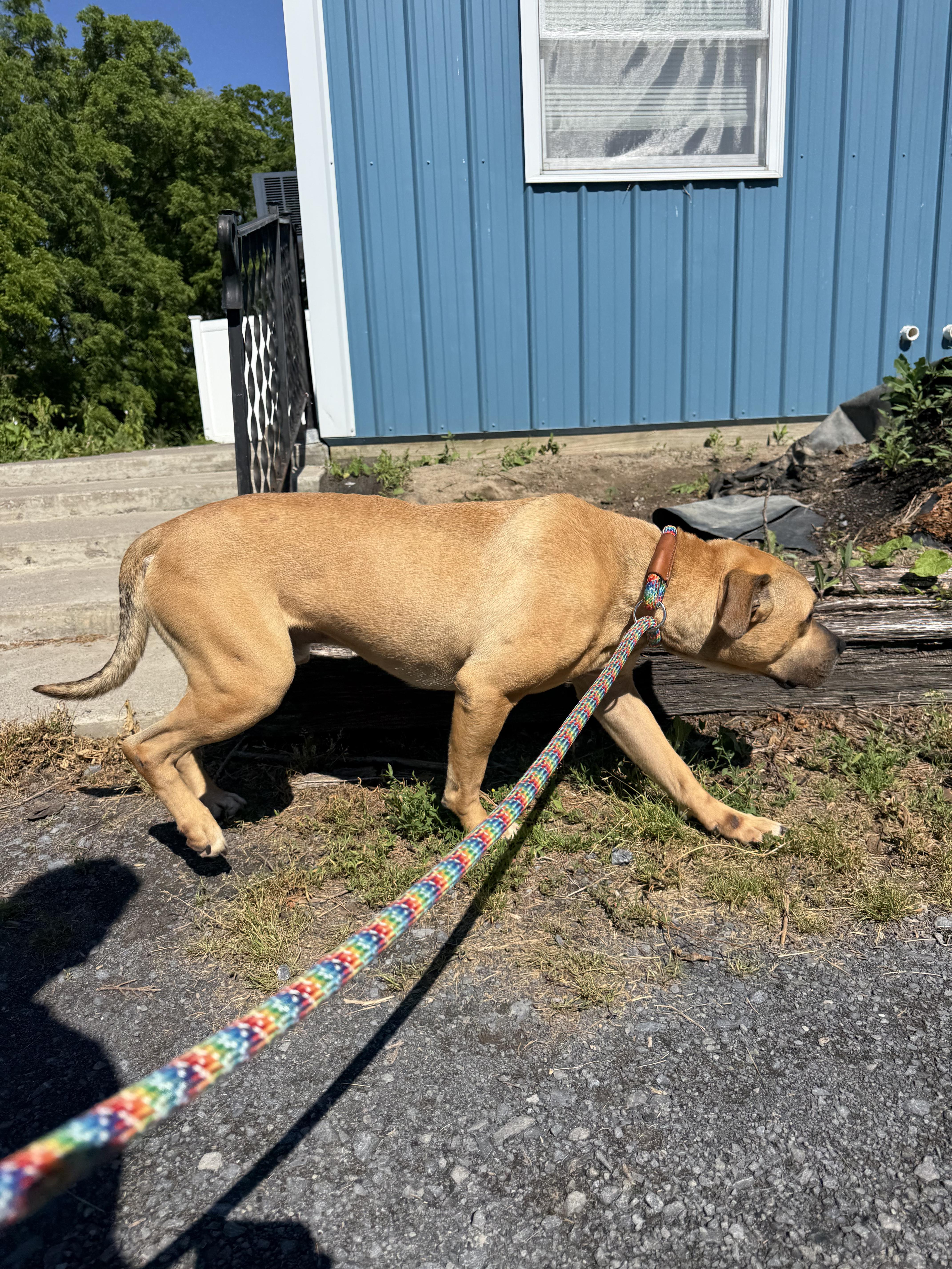 Yogi, a ADOPTABLE mixed breed in Hilton, NY image 5/6