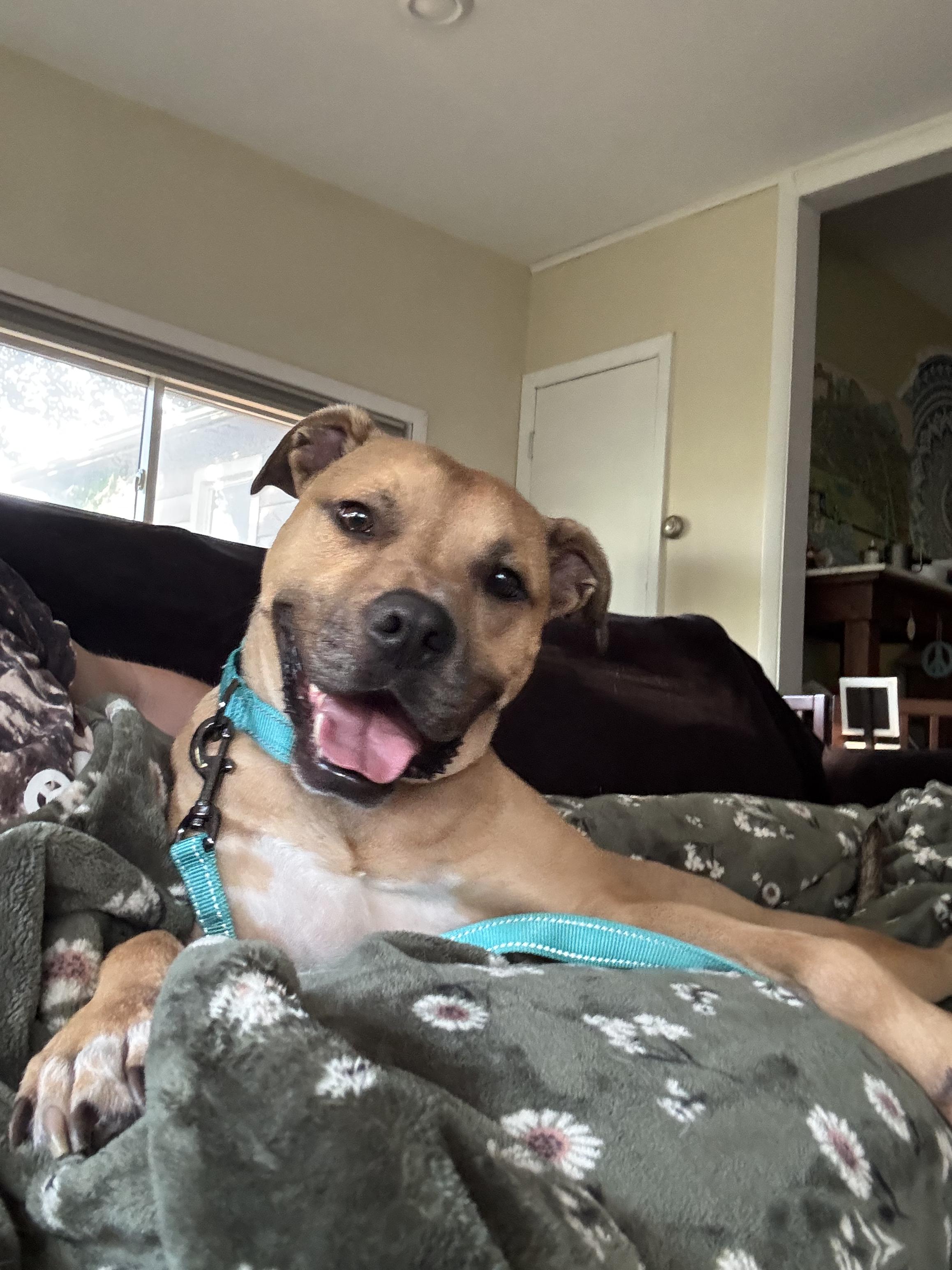 Yogi, ADOPTABLE, Adult Male Pit Bull Terrier.