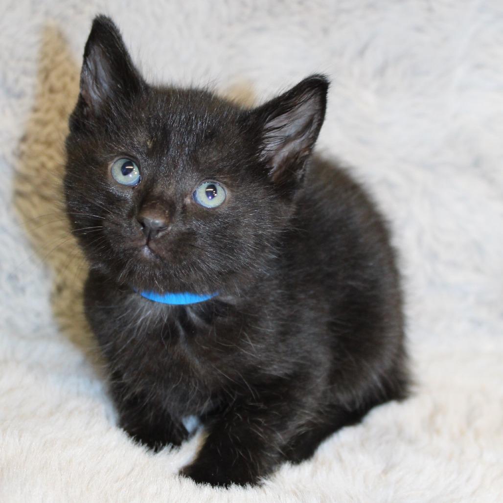 Enlarge Assam, a Adoptable Domestic Medium Hair in Auburn, AL image 1/5