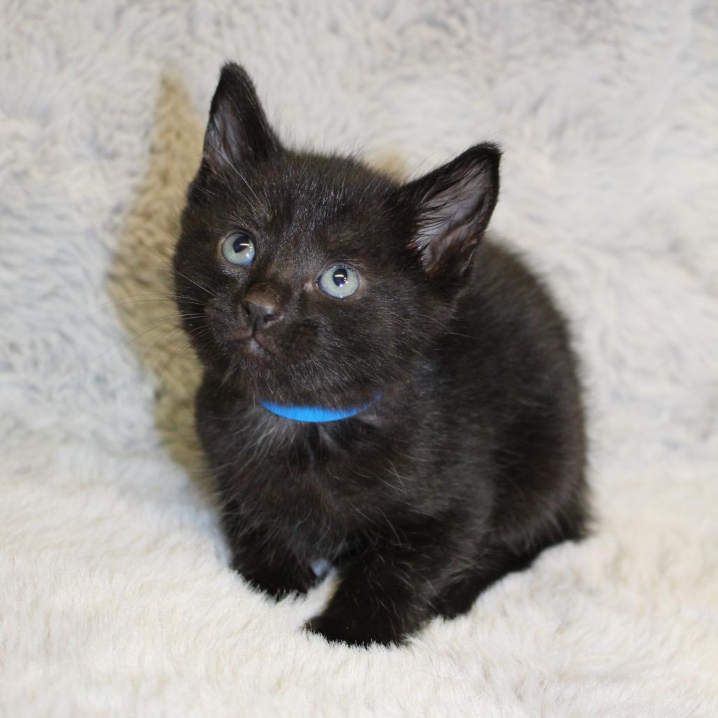 Enlarge Assam, a Adoptable Domestic Medium Hair in Auburn, AL image 2/5