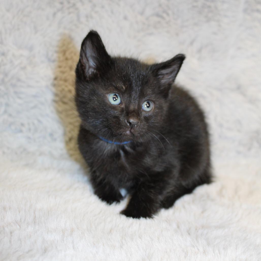 Enlarge Assam, a Adoptable Domestic Medium Hair in Auburn, AL image 3/5