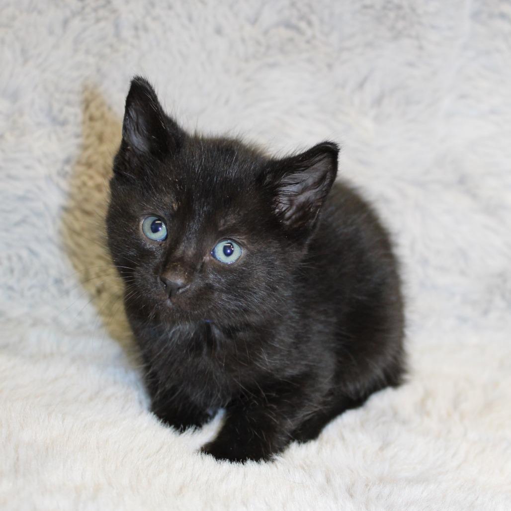 Enlarge Assam, a Adoptable Domestic Medium Hair in Auburn, AL image 4/5