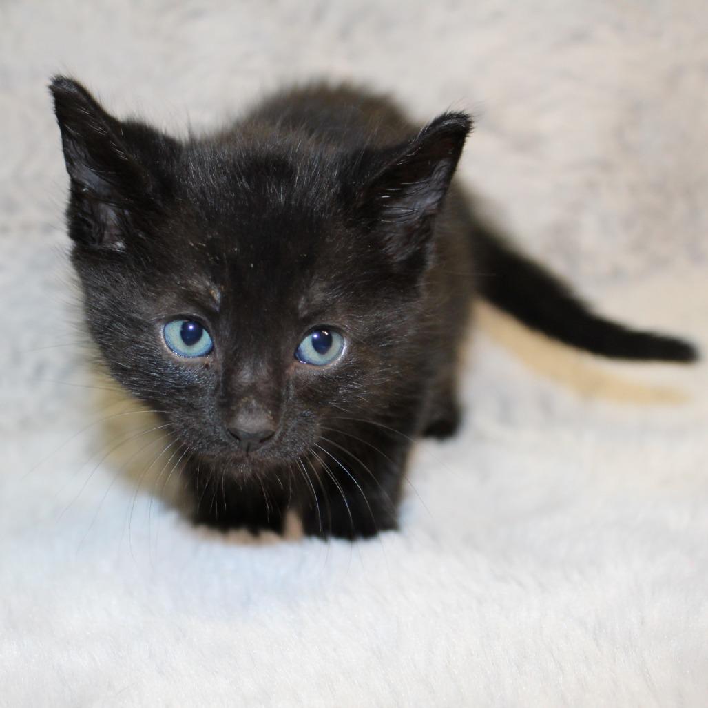Enlarge Assam, a Adoptable Domestic Medium Hair in Auburn, AL image 5/5
