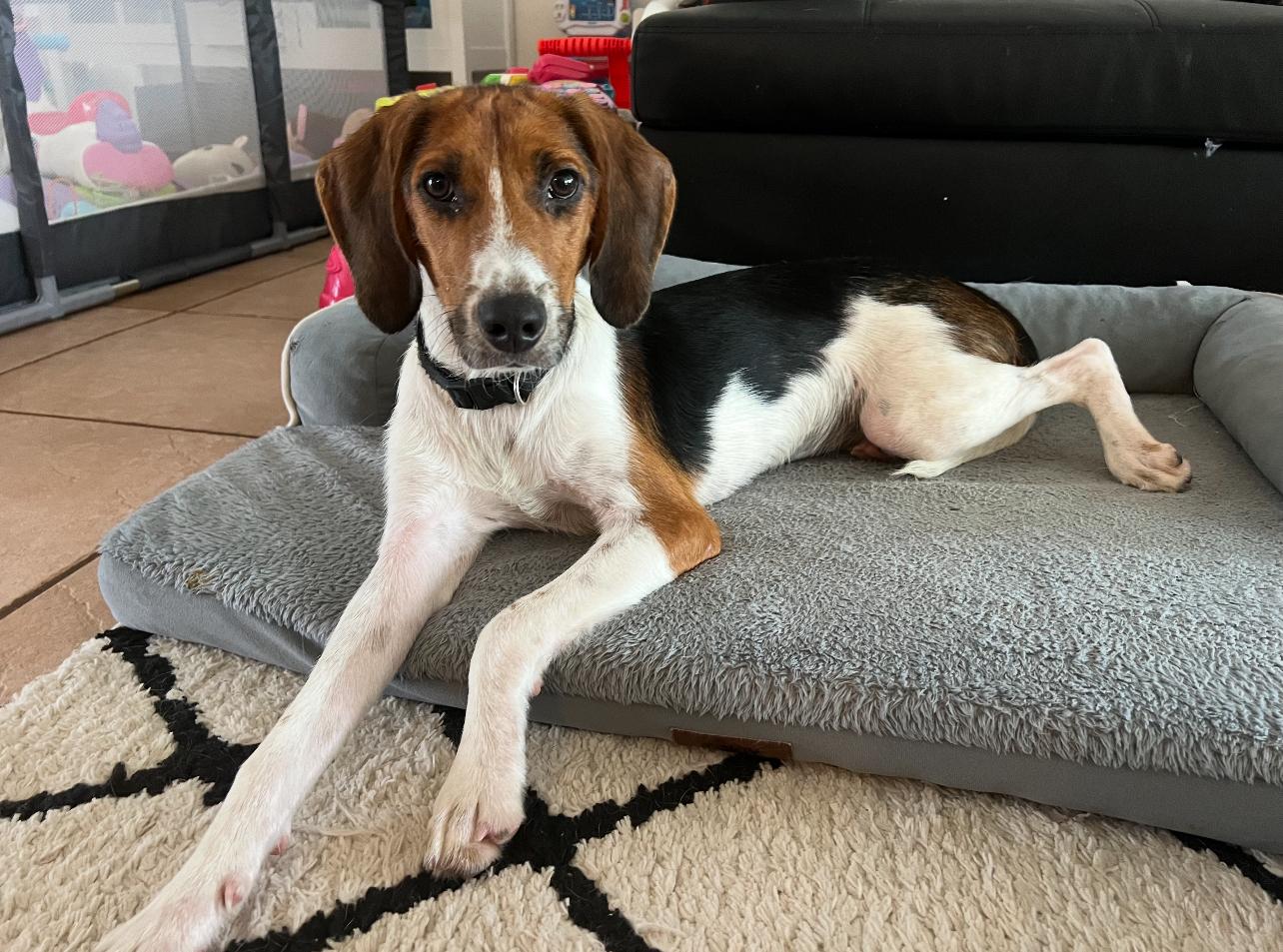 Enlarge Cooper, a Adopted Hound in Palm Coast, FL image 1/3