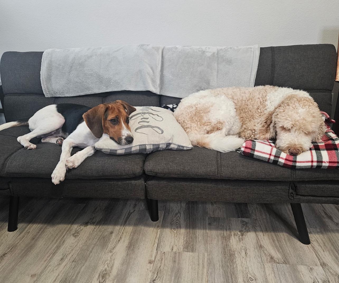 Enlarge Cooper, a Adopted Hound in Palm Coast, FL image 2/3