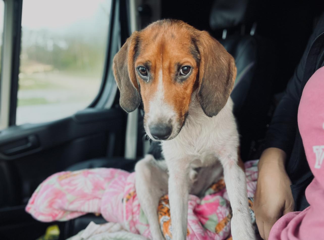 Enlarge Cooper, a Adopted Hound in Palm Coast, FL image 3/3