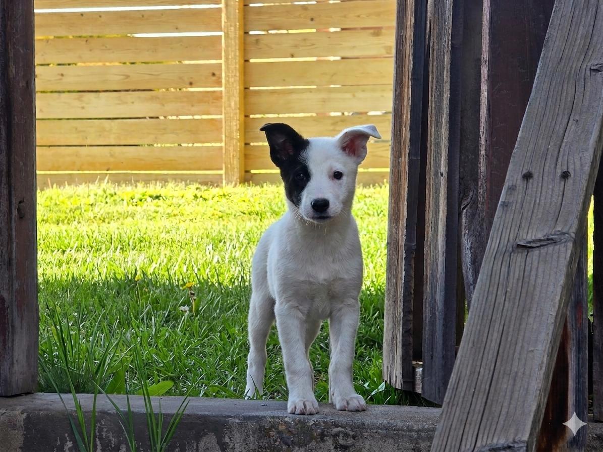 Enlarge Mayya, a Adopted mixed breed in Salt Lake City, UT image 3/3