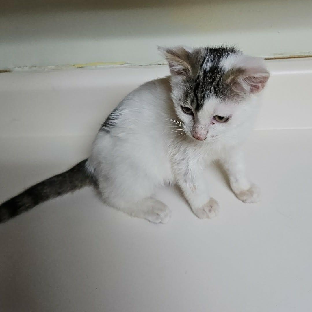 Zena, an adopted Domestic Short Hair in Dyersburg, TN image 2/2