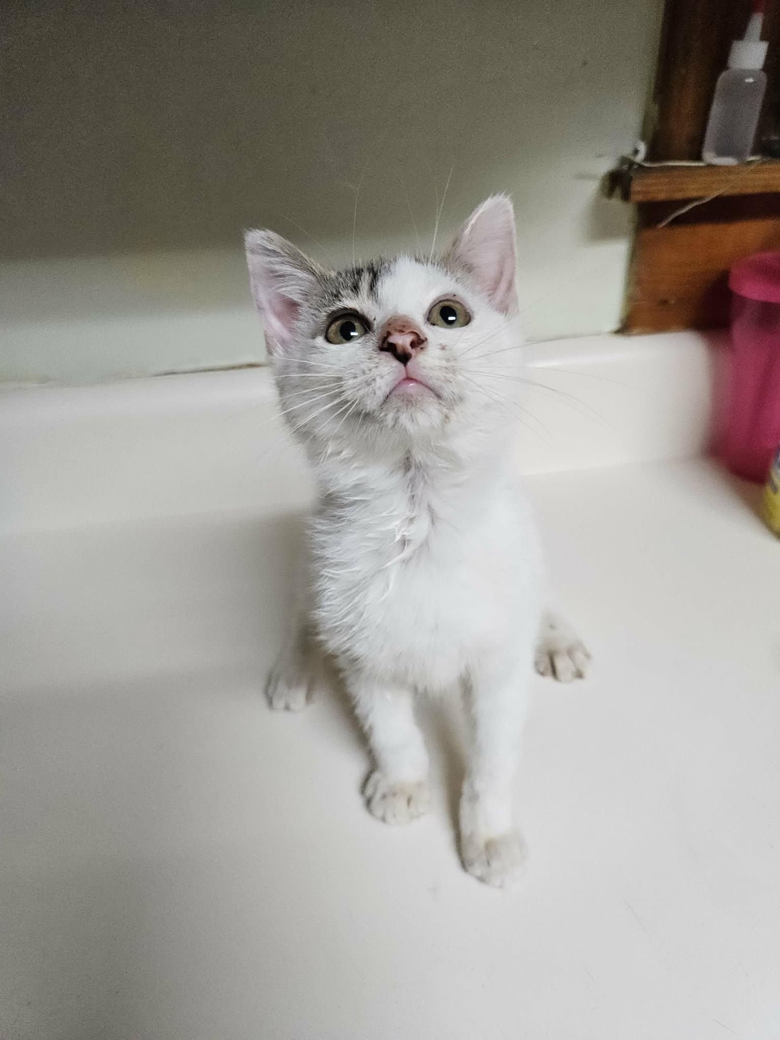 Zena, adopted, Kitten Female Domestic Short Hair.