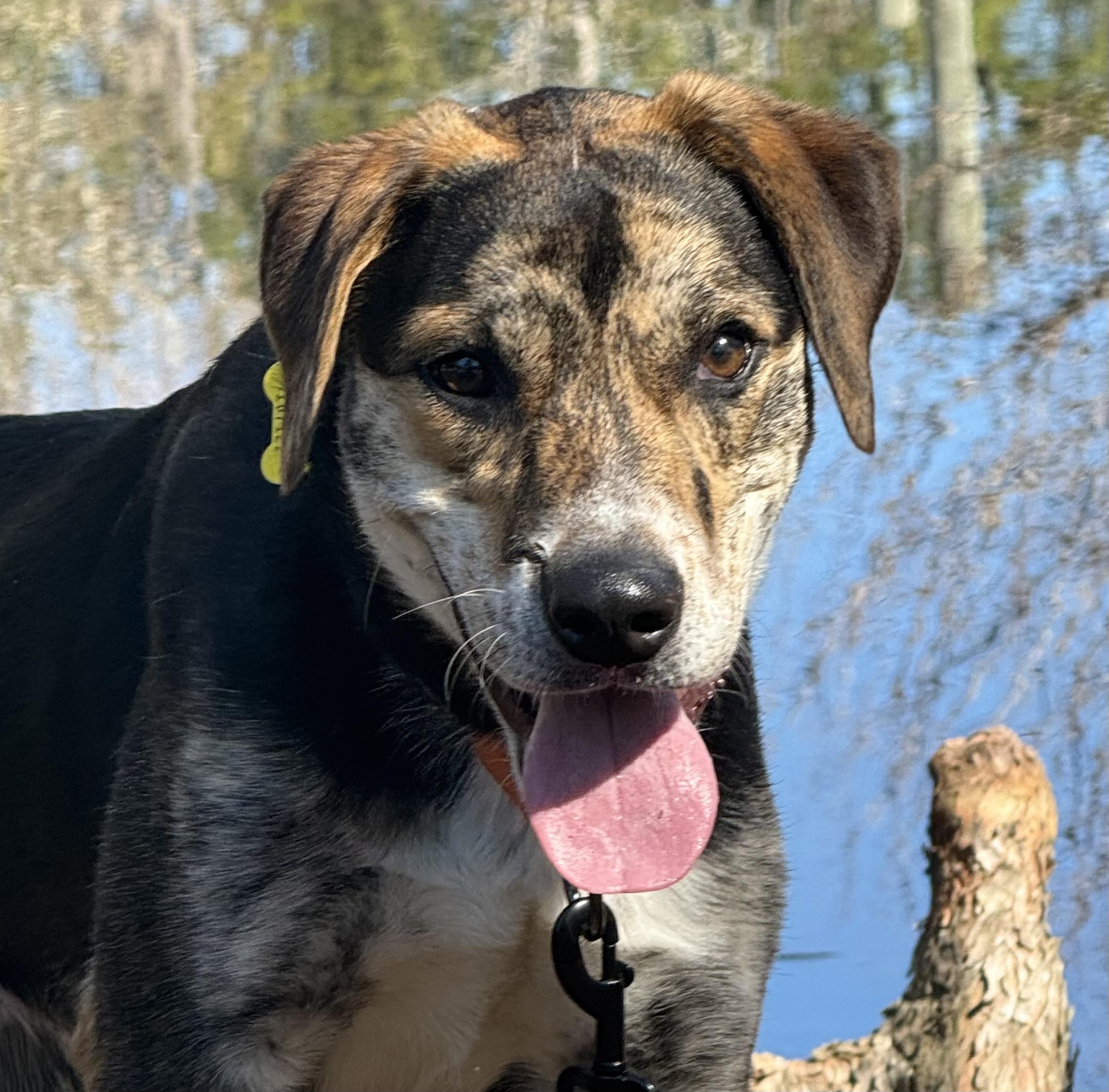 Enlarge Tator Tot , an adopted mixed breed in Southington, CT image 5/6