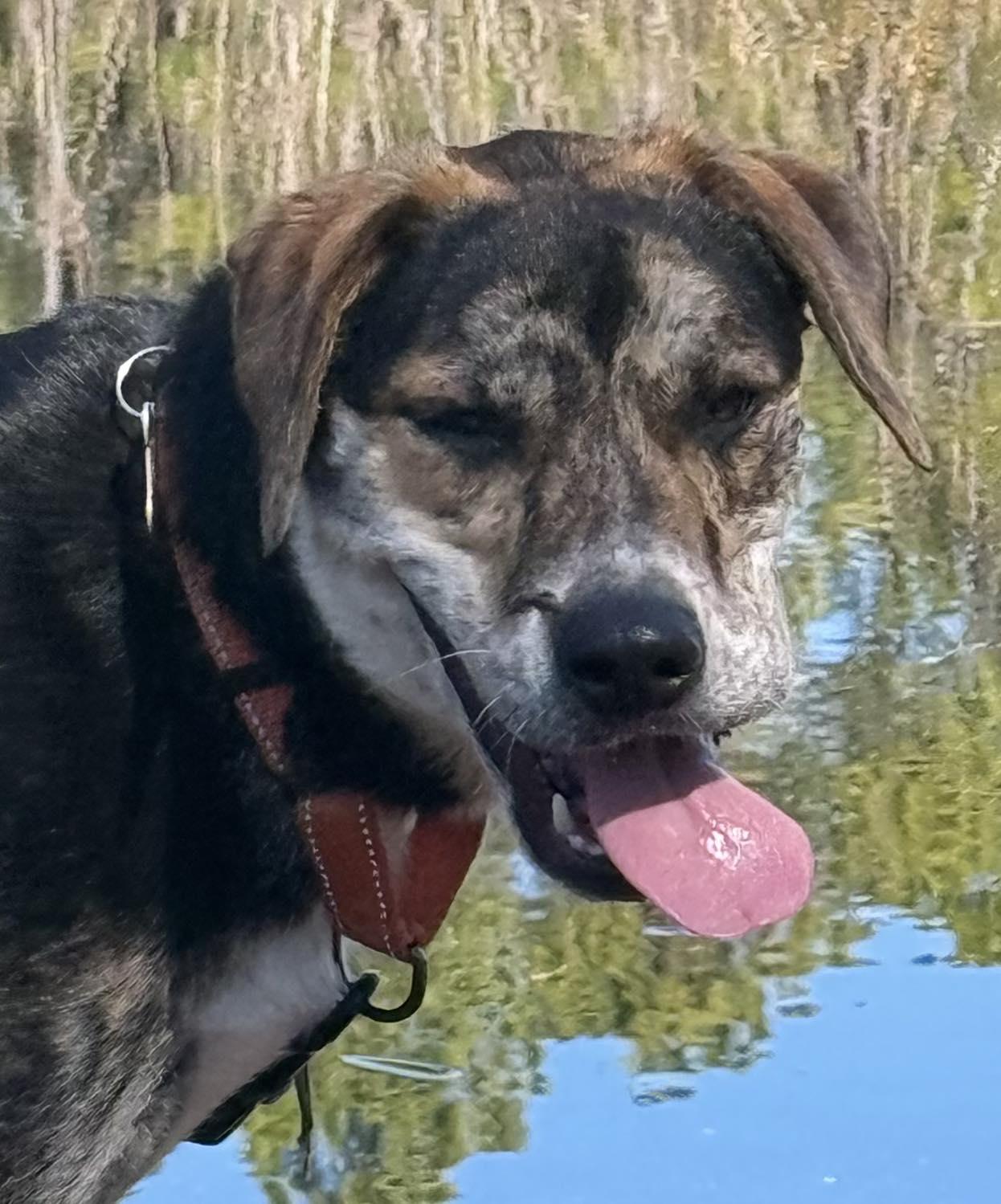 Enlarge Tator Tot , an adopted mixed breed in Southington, CT image 4/6