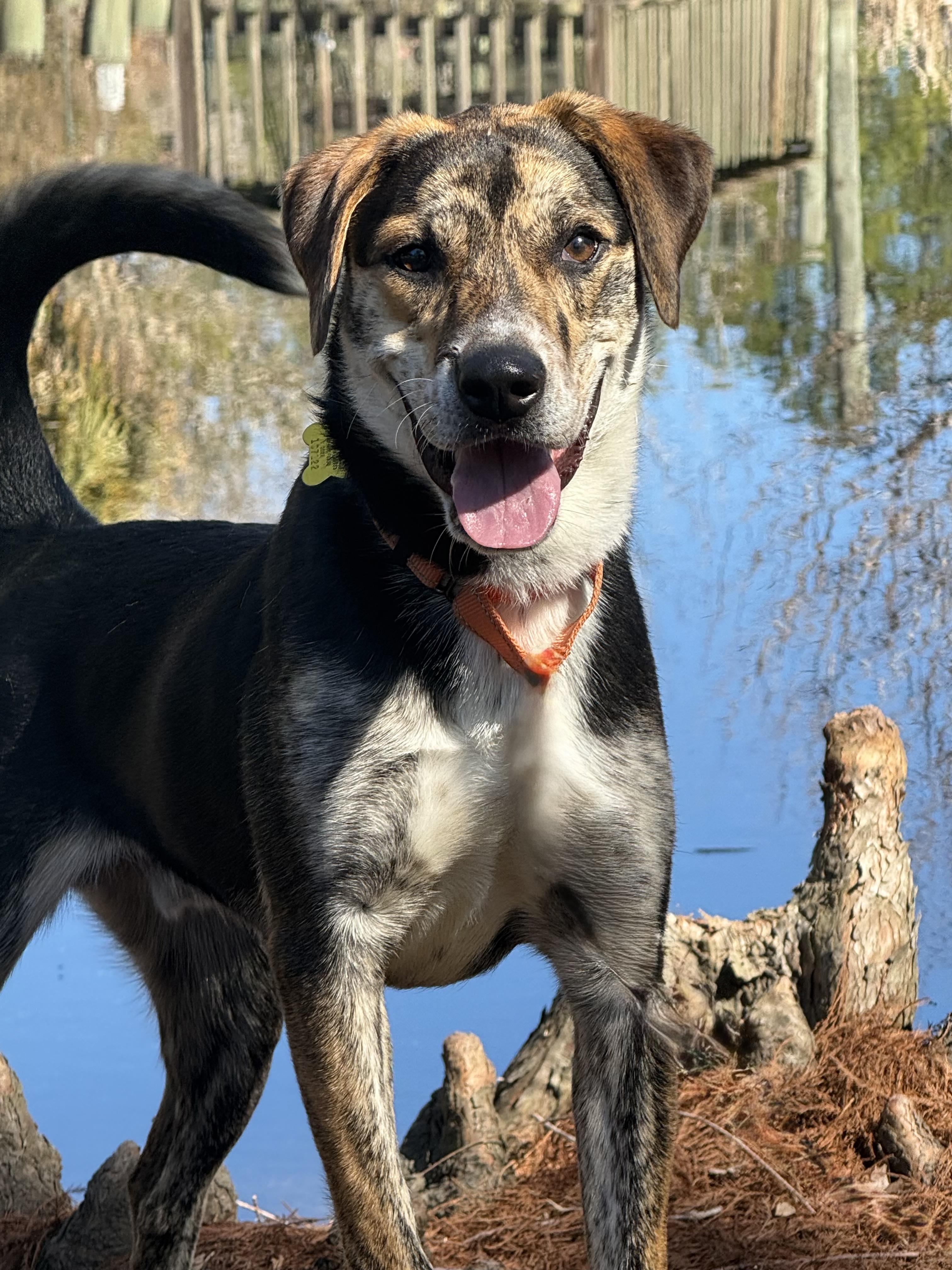 Enlarge Tator Tot , an adopted mixed breed in Southington, CT image 3/6