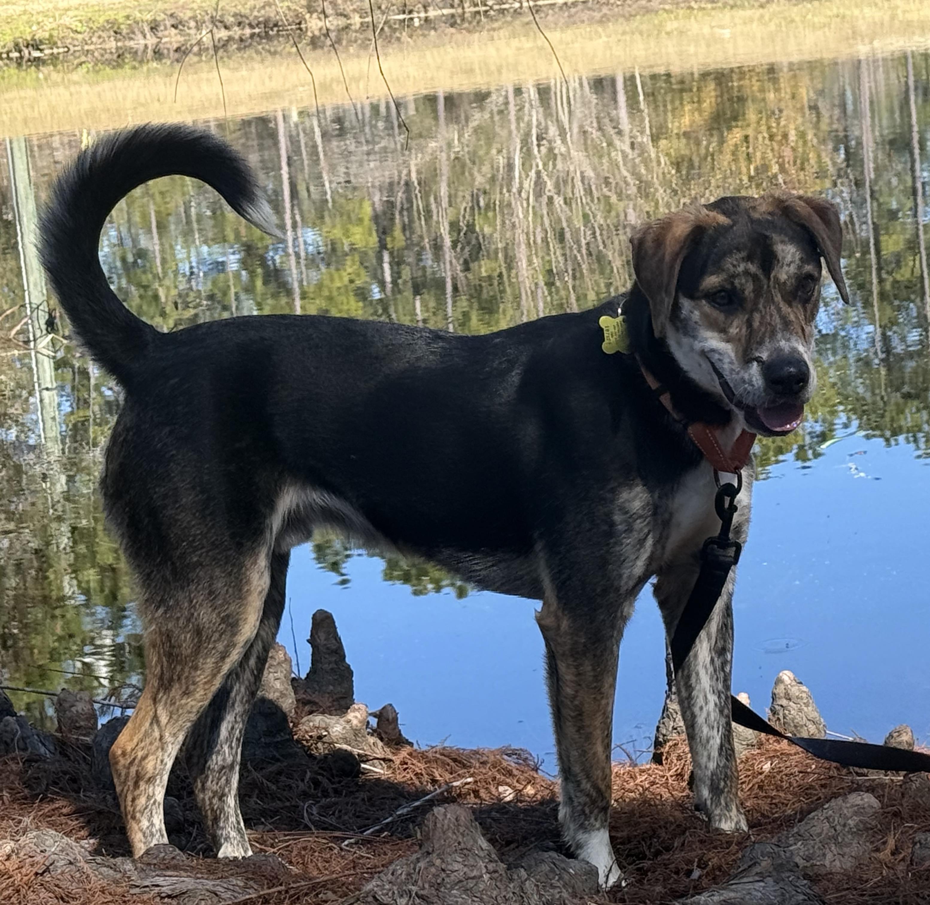 Enlarge Tator Tot , an adopted mixed breed in Southington, CT image 6/6