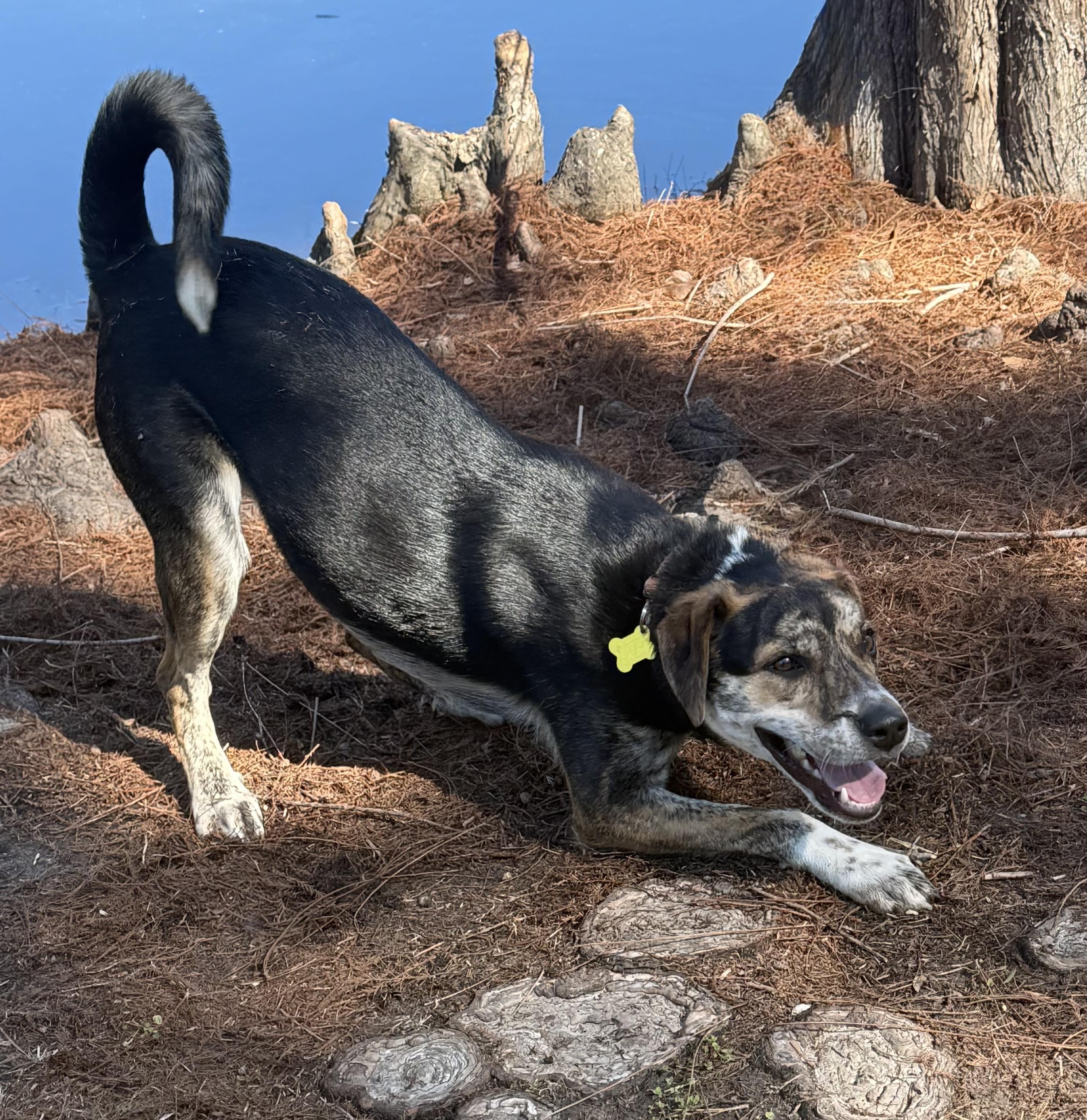 Tator Tot , ADOPTABLE, Young Male Catahoula Leopard Dog & Labrador Retriever.