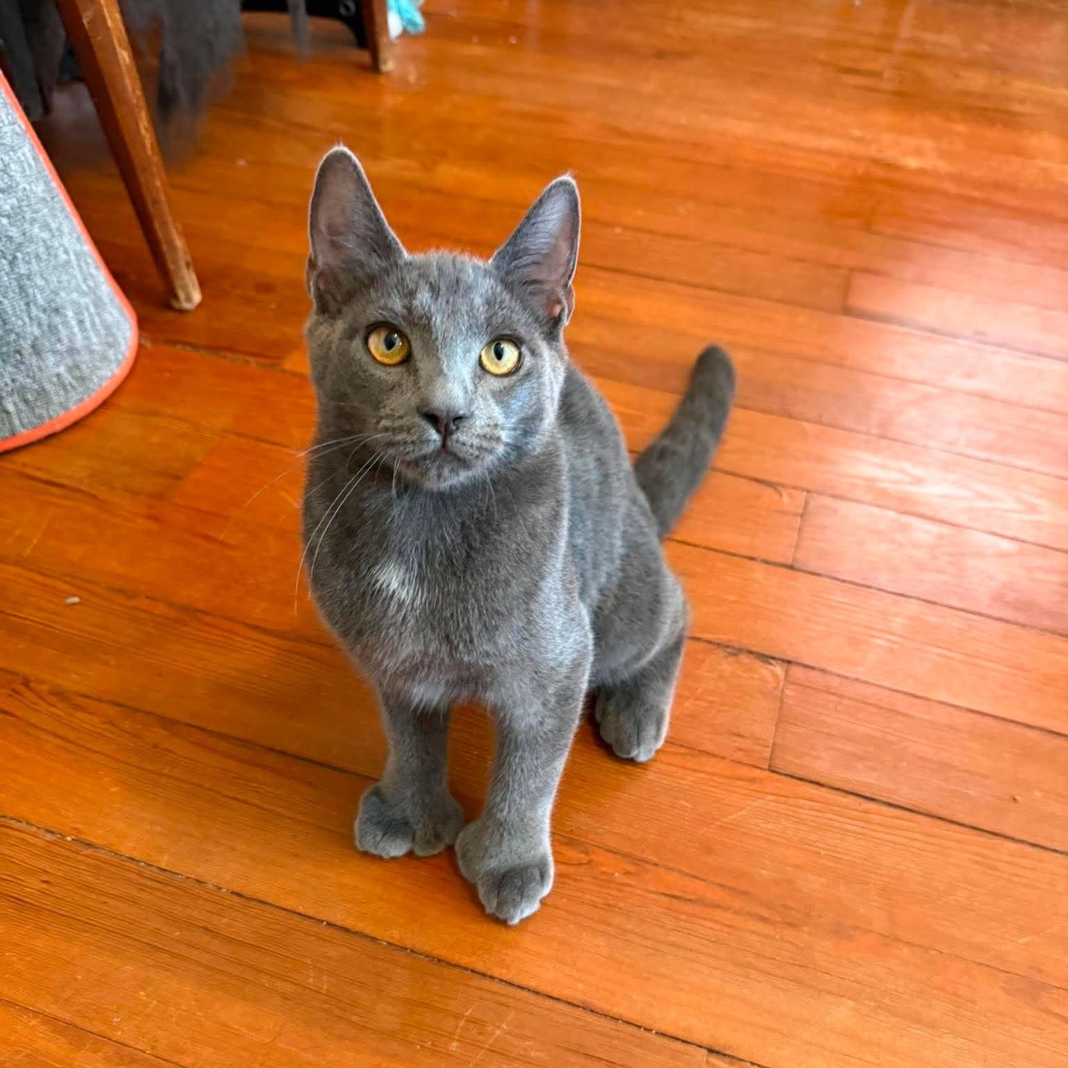 Mittens (must adopt with Dottie), Adopted, Kitten Male Russian Blue.