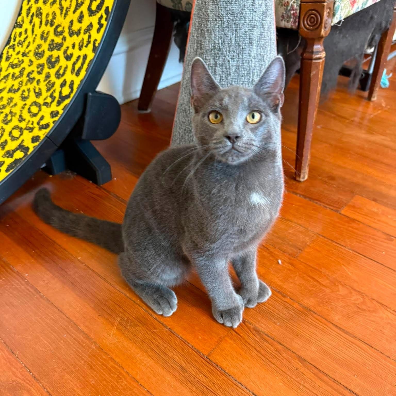 Enlarge Mittens (must adopt with Dottie), a Adopted Russian Blue in New Bedford, MA image 4/6