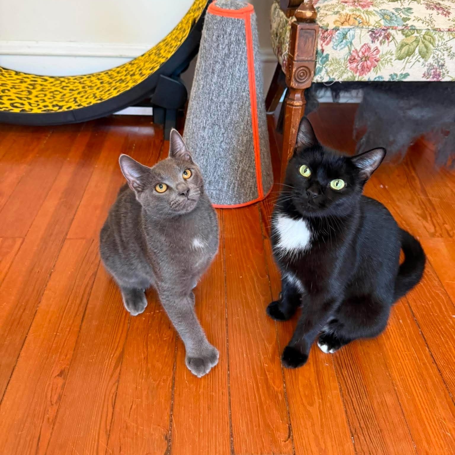 Enlarge Mittens (must adopt with Dottie), a Adopted Russian Blue in New Bedford, MA image 6/6