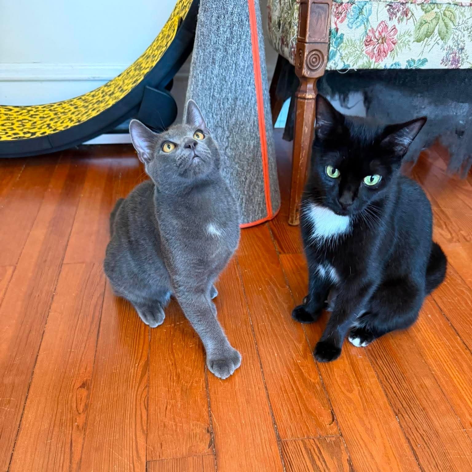 Enlarge Mittens (must adopt with Dottie), a Adopted Russian Blue in New Bedford, MA image 5/6