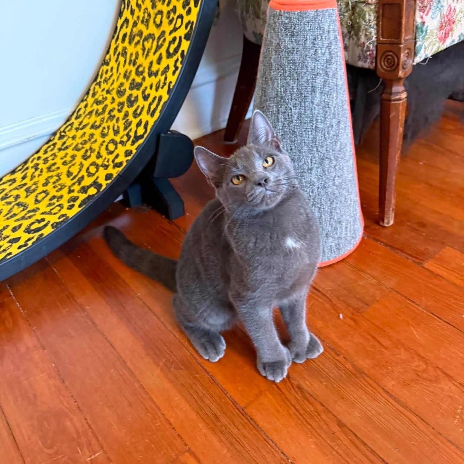 Enlarge Mittens (must adopt with Dottie), a Adopted Russian Blue in New Bedford, MA image 3/6
