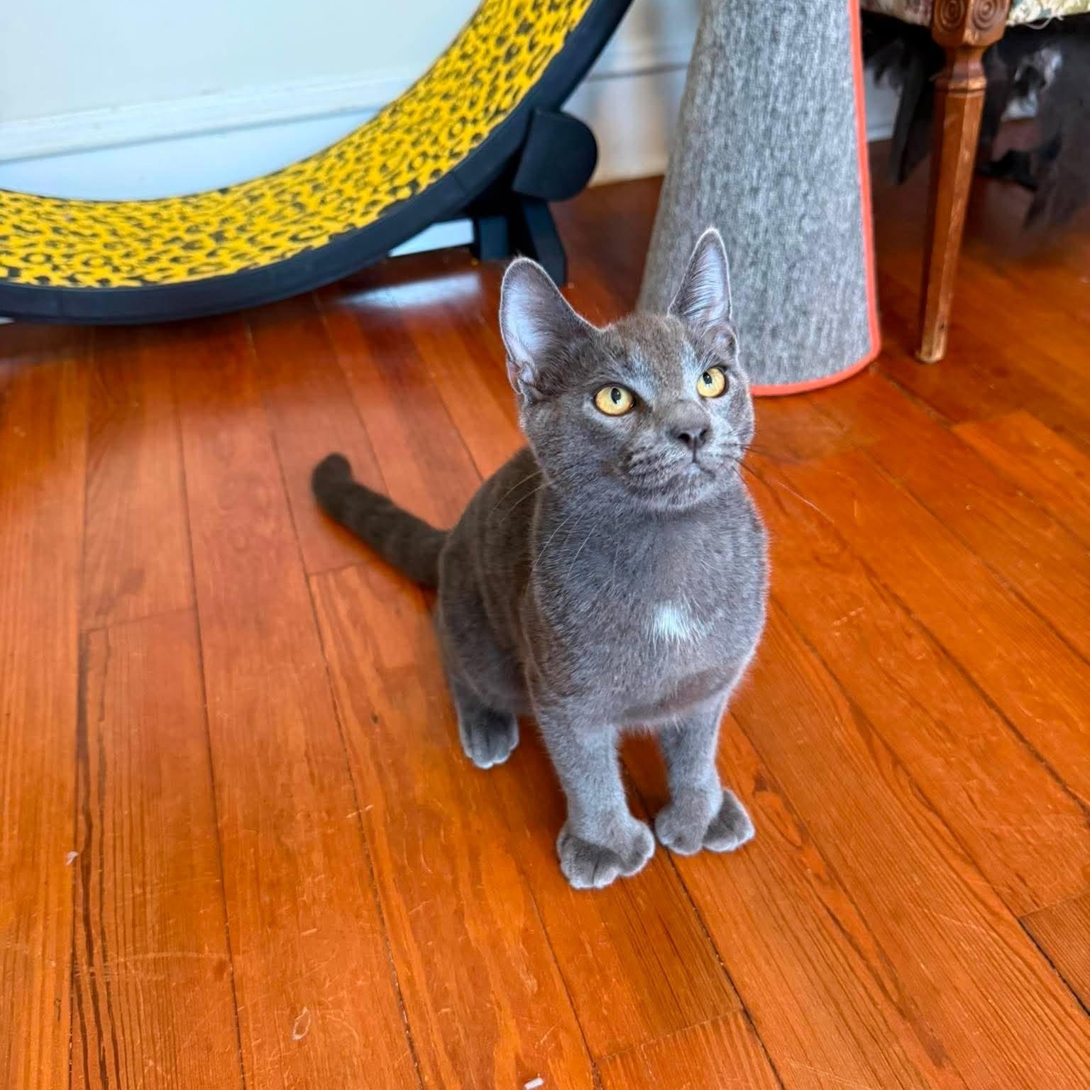 Enlarge Mittens (must adopt with Dottie), a Adopted Russian Blue in New Bedford, MA image 2/6