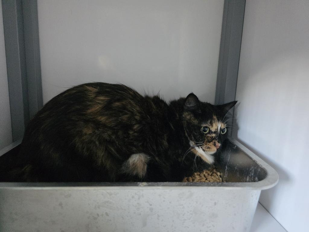 Enlarge Merry, a Adoptable Domestic Medium Hair in Holbrook, AZ image 1/1