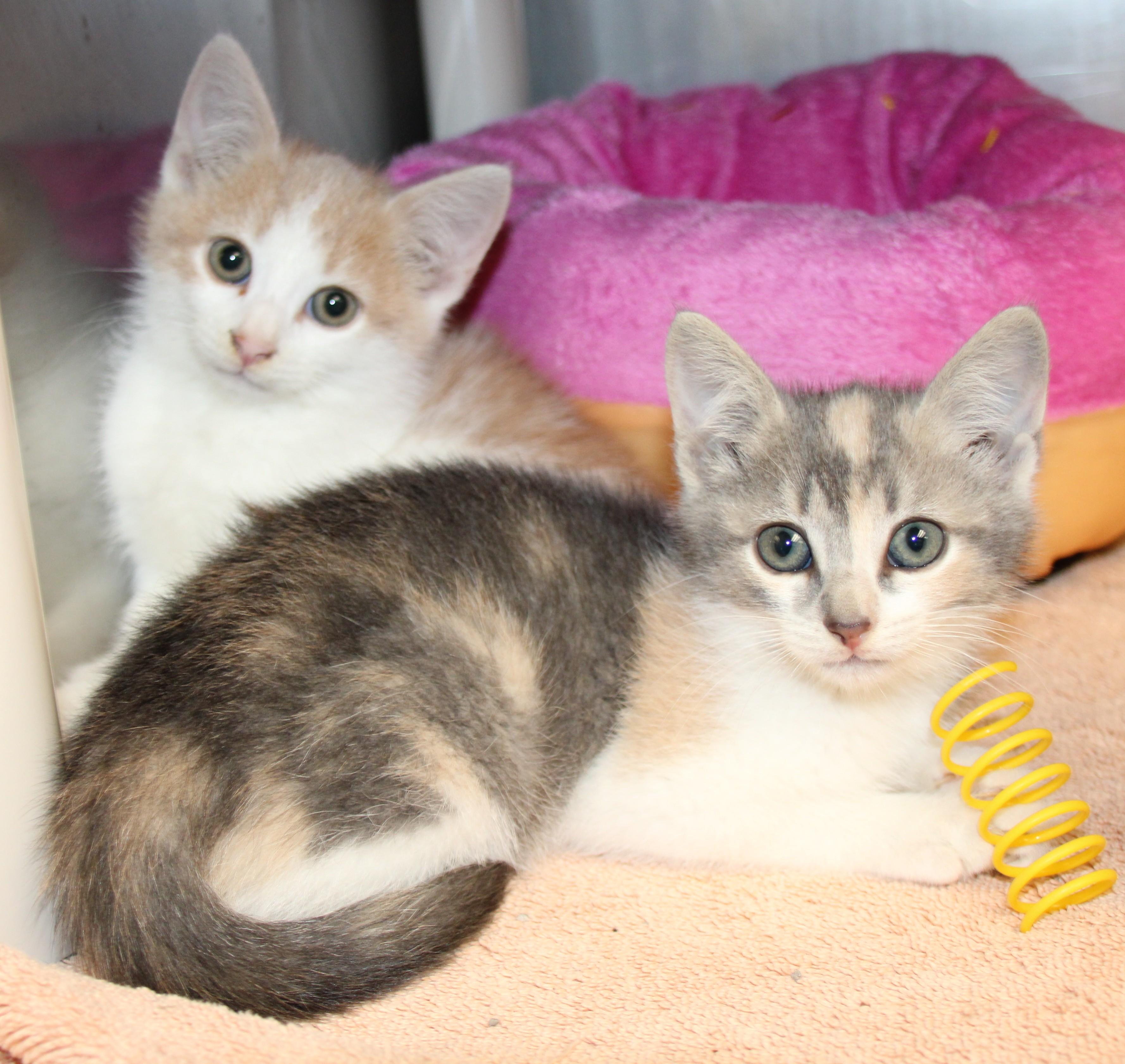 Elton & Mariah/Only available as a pair, Baby Male unknown