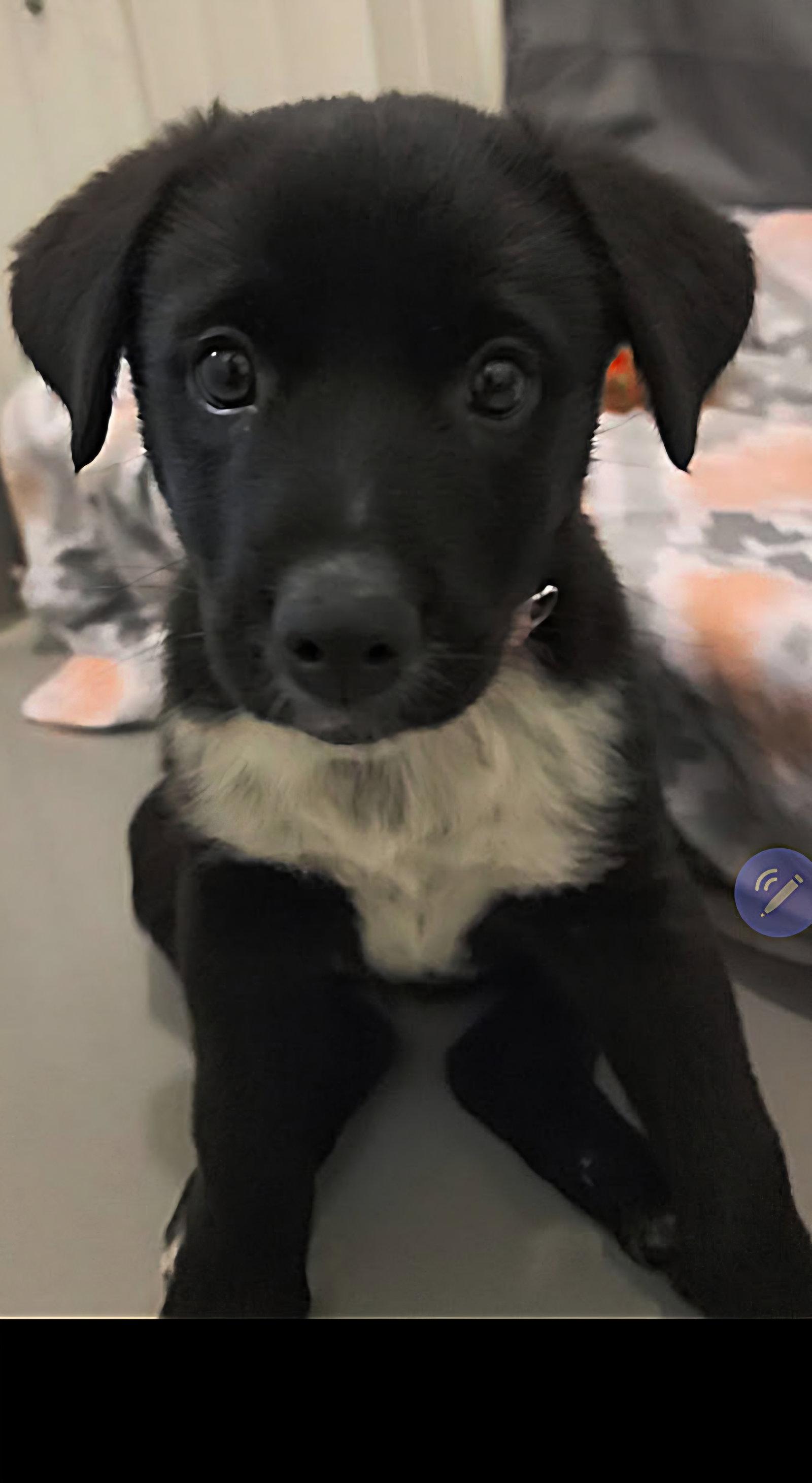 Daisy, Adopted, Puppy Female Australian Shepherd.