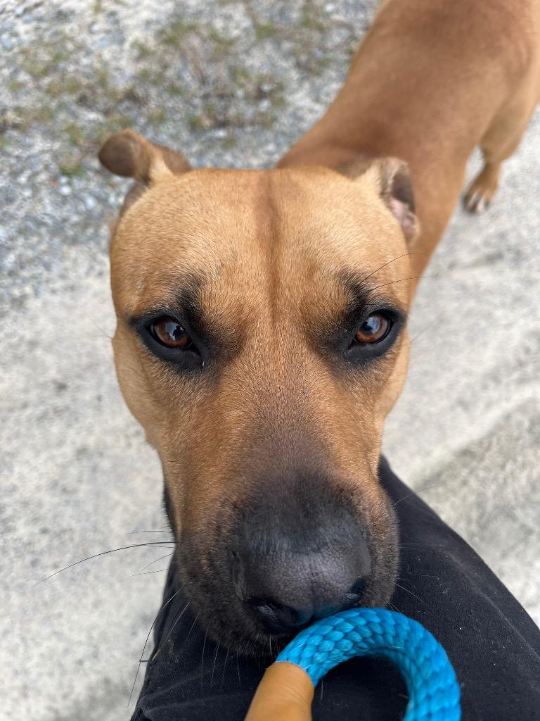 Garuk, Adoptable, Adult Male Terrier.