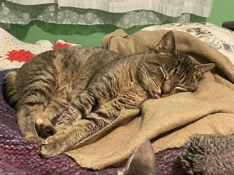 Jeffrey, Adoptable, Young Male Domestic Short Hair.